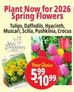 Ocean State Job Lot Plant Now for 2026 Spring Flowers offer