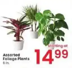Albertsons Assorted Foliage Plants offer