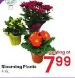 Albertsons Blooming Plants offer