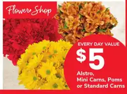 ACME Alstro, Mini Carns, Poms or Standard Carns offer