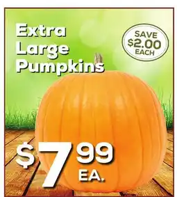 DeCicco & Sons Extra Large Pumpkins offer