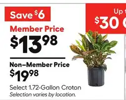 Lowe's Select 1.72-Gallon Croton offer