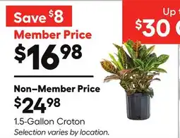 Lowe's 1.5-Gallon Croton offer