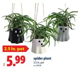 Lidl spider plant offer