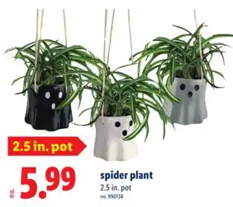 Lidl spider plant offer