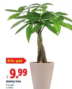 Lidl money tree offer