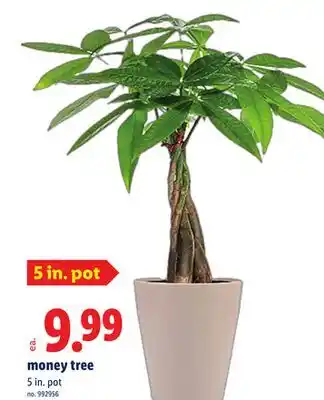 Lidl money tree offer