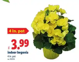 Lidl indoor begonia offer