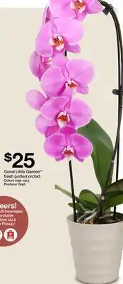 Target Good Little Garden fresh potted orchid offer