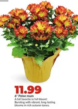 Hy-Vee 6 Pelee mum offer