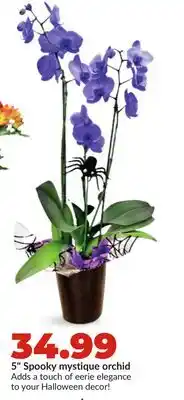 Hy-Vee 5 Spooky mystique orchid offer