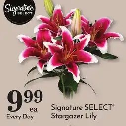 Pavilions Signature SELECT Stargazer Lily offer