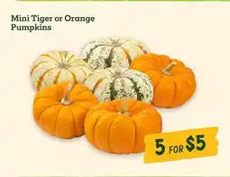Sprouts Farmers Market Mini Tiger or Orange Pumpkins offer