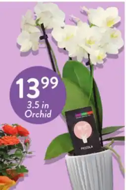 Fresh Thyme 3.5 in Orchid offer