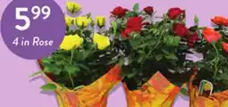 Fresh Thyme 4 in Rose offer