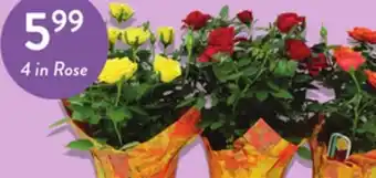 Fresh Thyme 4 in Rose offer