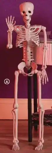 Family Dollar Posable Skeleton offer
