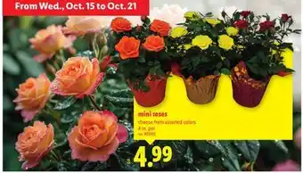 Lidl mini roses offer