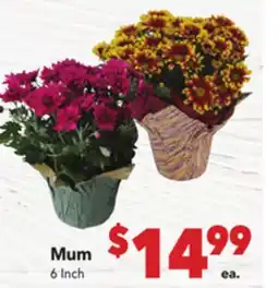 Vallarta Supermarkets Mum offer