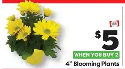 Weis Markets 4 Blooming Plants offer