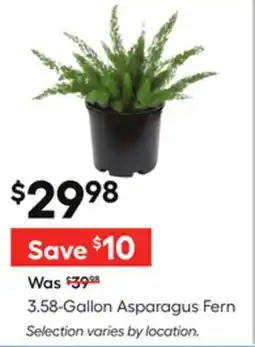 Lowe's 3.58-Gallon Asparagus Fern offer
