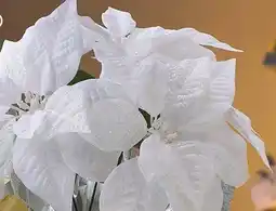 Family Dollar Poinsettia in Foil Pot offer