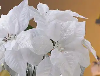 Family Dollar Poinsettia in Foil Pot offer