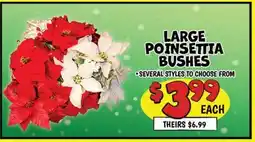 Ollie's LARGE POINSETTIA BUSHES offer