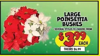 Ollie's LARGE POINSETTIA BUSHES offer