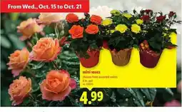 Lidl Mini 1oses offer