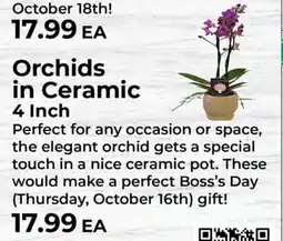 Sunset Foods Orchids in Ceramic 4 Inch offer