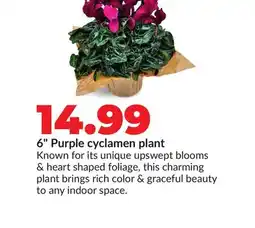 Hy-Vee 6 Purple cyclamen plant offer