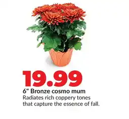 Hy-Vee 6 Bronze cosmo mum offer