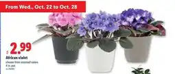 Lidl African violet offer