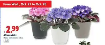 Lidl African violet offer