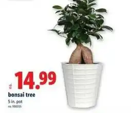 Lidl Bonsai tree sin, offer