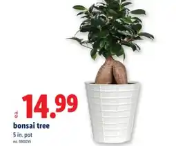 Lidl bonsai tree offer