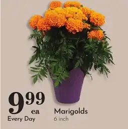 Pavilions Marigolds offer
