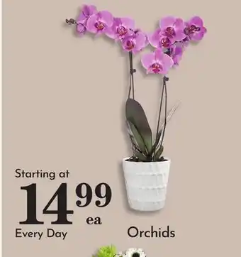 Pavilions Orchids offer
