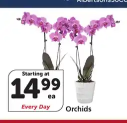 Albertsons Orchids offer