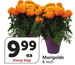 Albertsons Marigolds offer