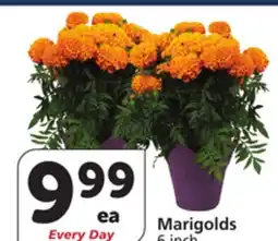 Vons Marigolds offer