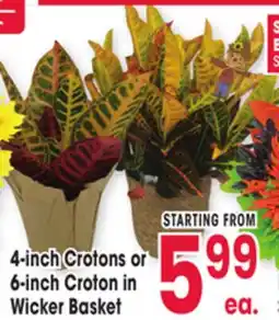 Jewel-Osco 4-inch Crotons or 6-inch Croton in Wicker Basket offer