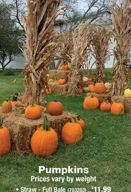 Ace Hardware Pumpkins offer