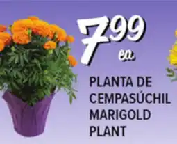 El Super MARIGOLD PLANT offer