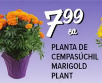 El Super MARIGOLD PLANT offer