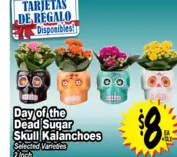 Superior Grocers Day of the Dead Sugar Skull Kalanchoes offer