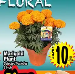 Superior Grocers Marigold Plant offer