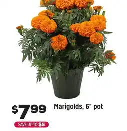 Grocery Outlet Marigolds offer