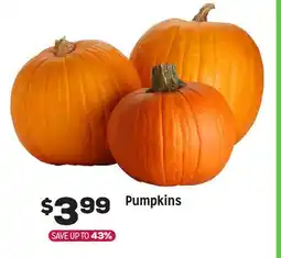 Grocery Outlet Pumpkins offer
